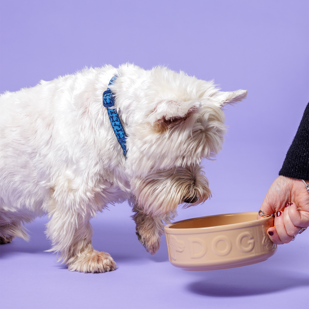 Ceramiczna miska dla pupila z tłoczonym napisem DOG